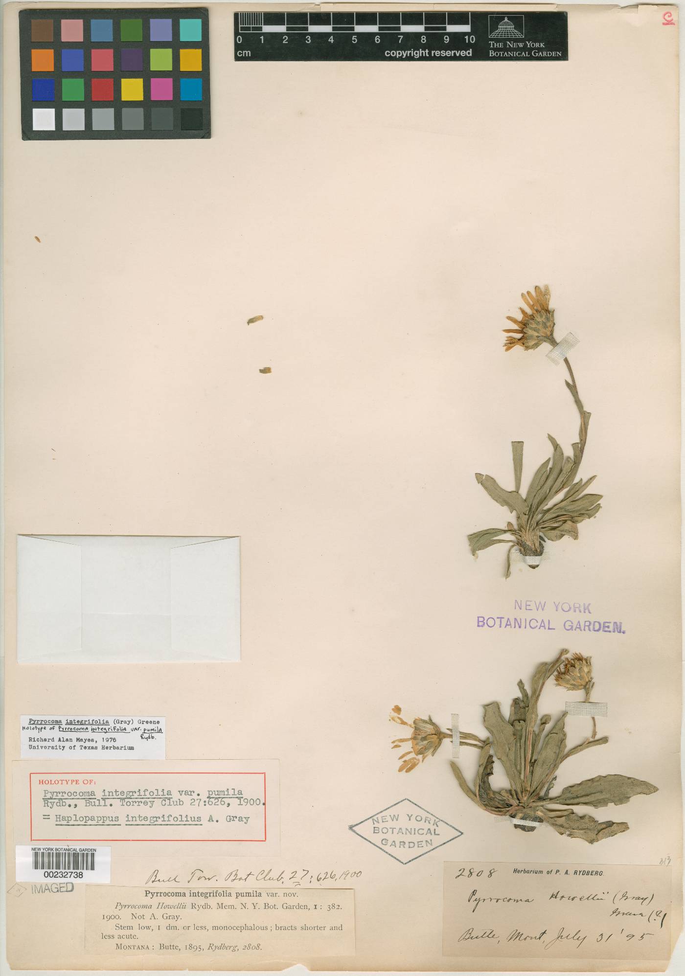 Haplopappus integrifolius var. pumilus image