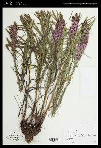 Liatris pycnostachya image