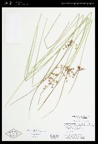 Juncus coriaceus image