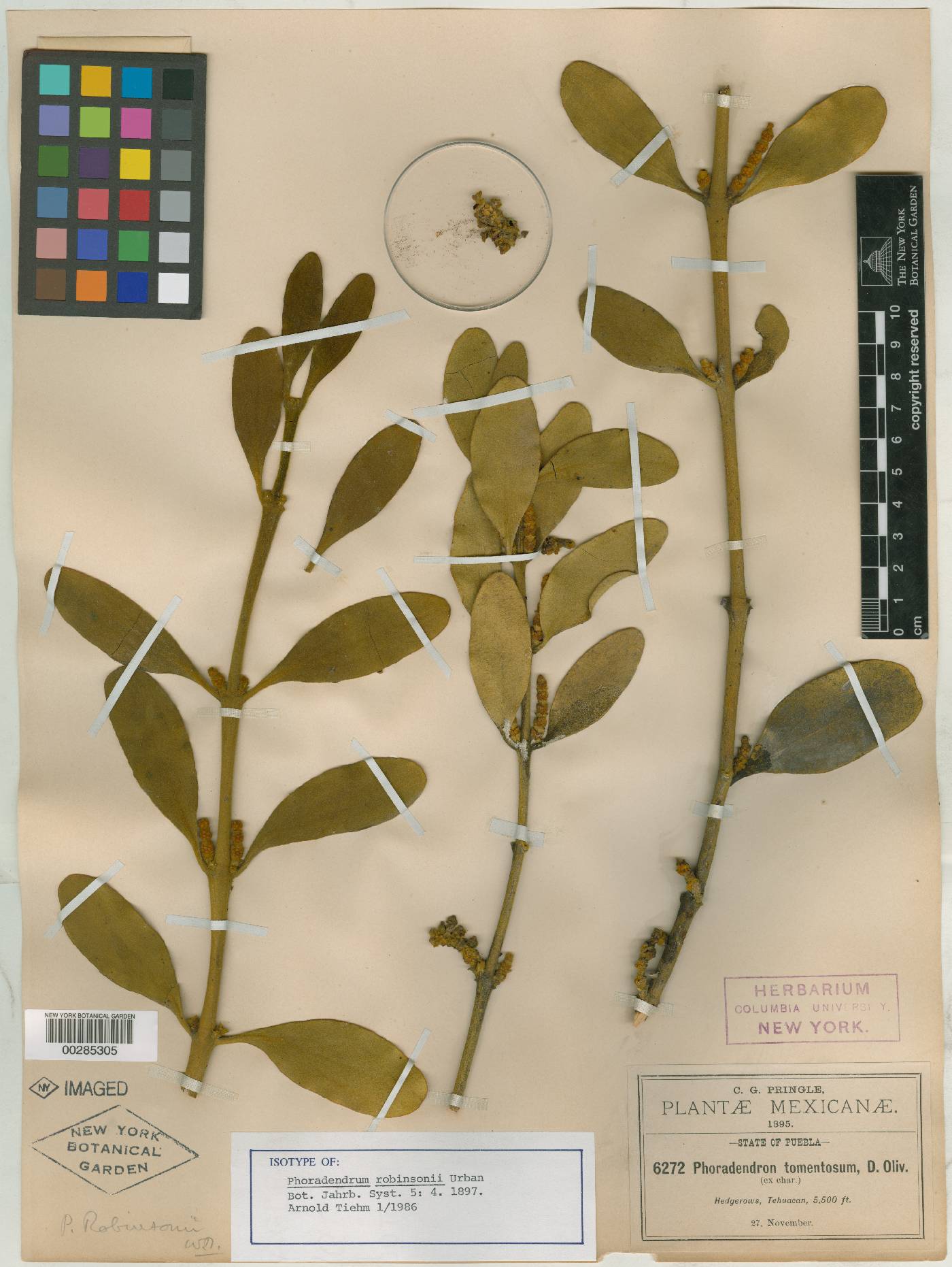 Phoradendron robinsonii image