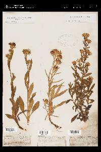 Symphyotrichum ascendens image