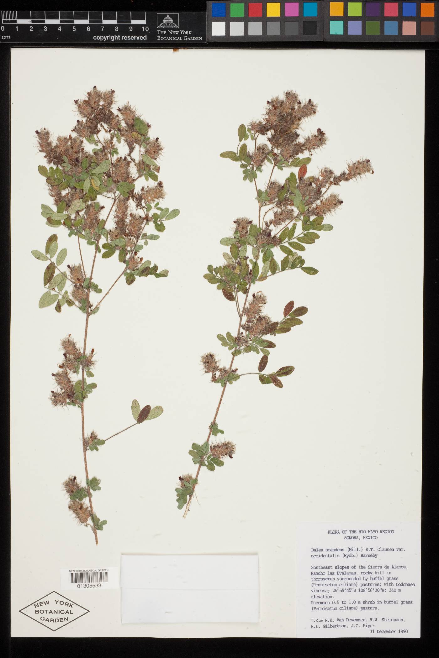 Dalea scandens var. occidentalis image