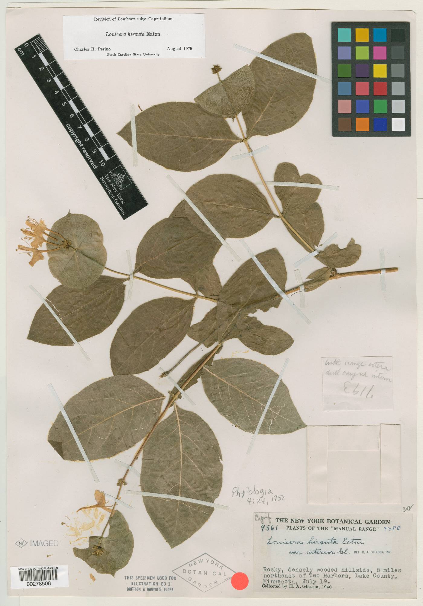 Lonicera hirsuta var. interior image