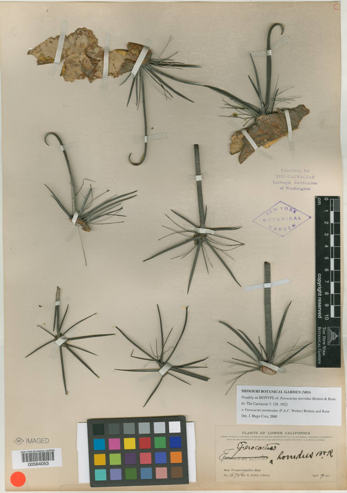Ferocactus horridus image