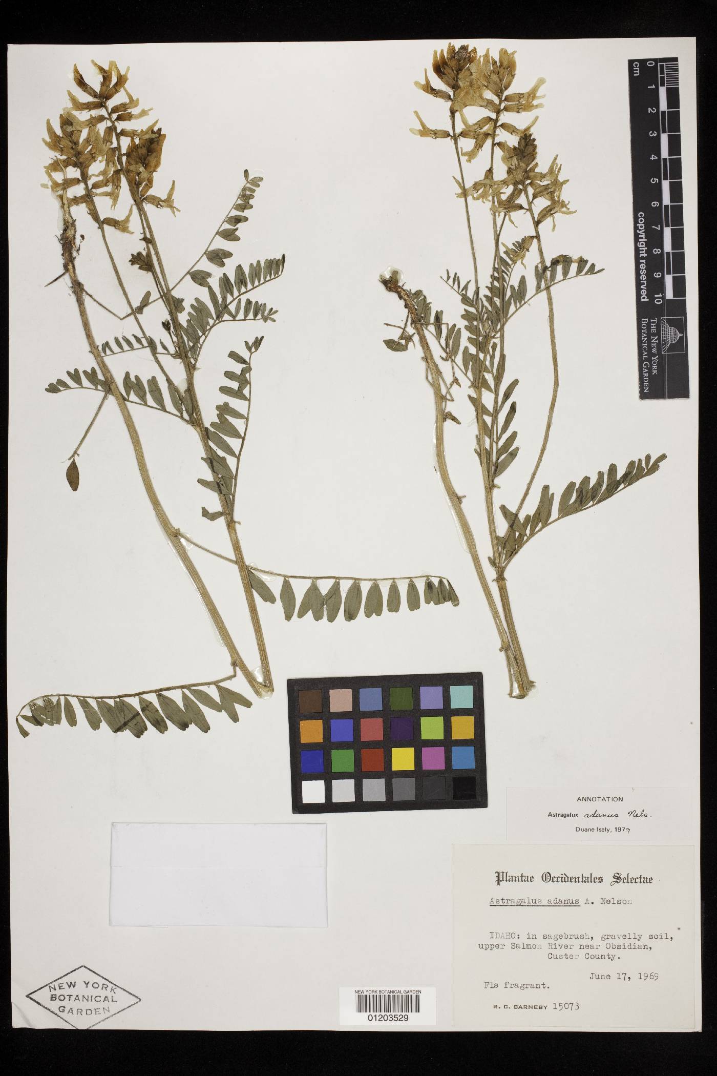Astragalus adanus image