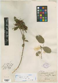 Image of Rosa corymbiflora