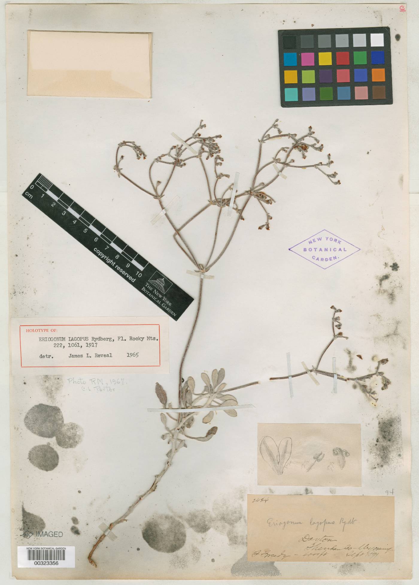 Eriogonum lagopus image
