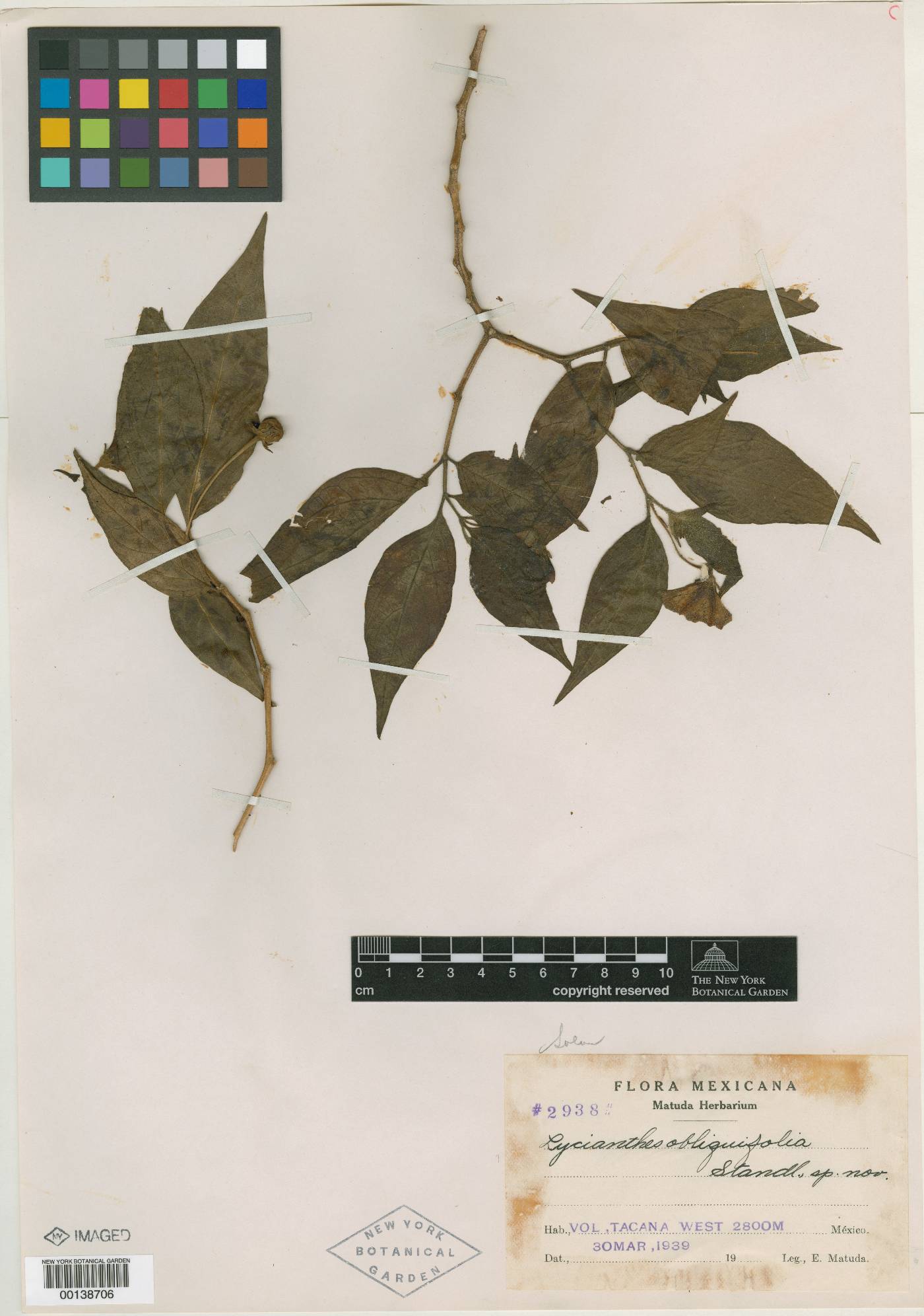 Lycianthes quichensis image