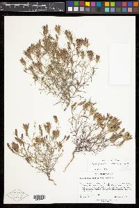 Cordylanthus ramosus image