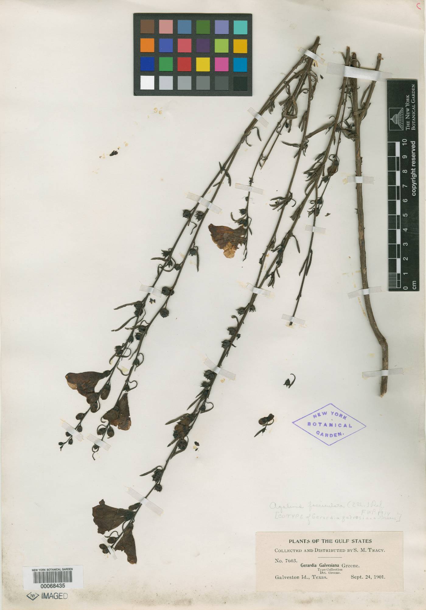 Gerardia galvesiana image