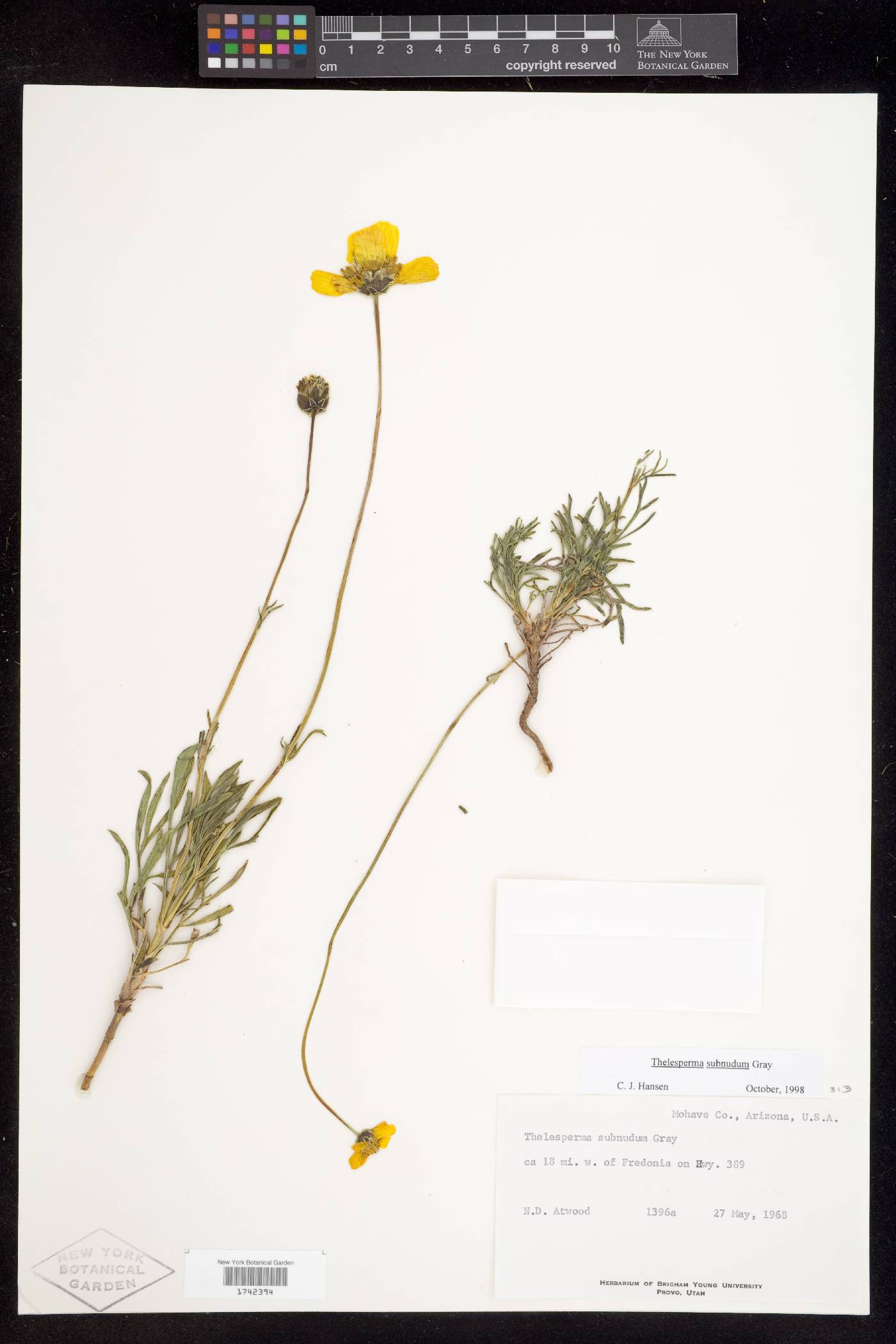 Thelesperma subnudum var. subnudum image