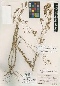 Epilobium brachycarpum image