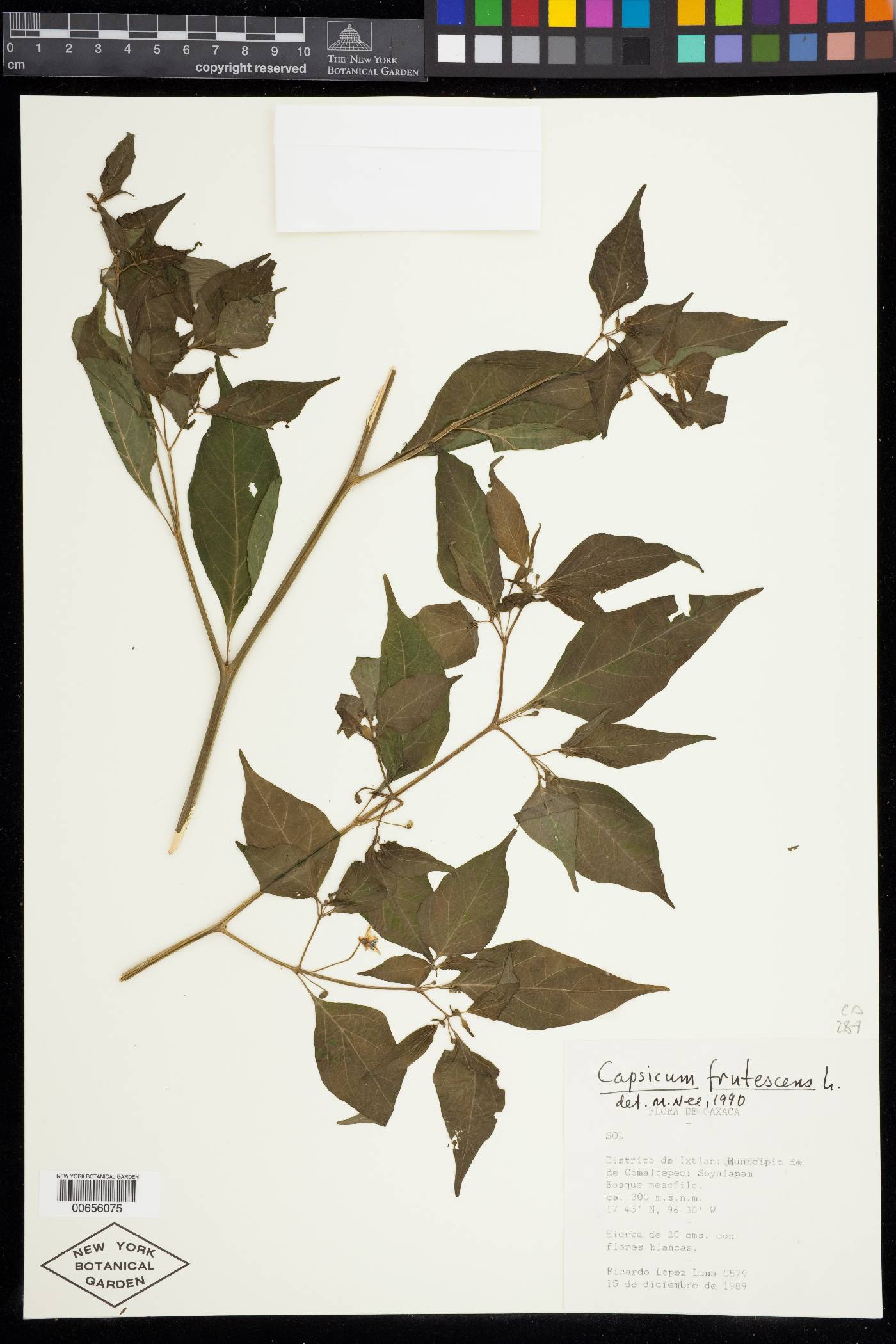 Capsicum frutescens image