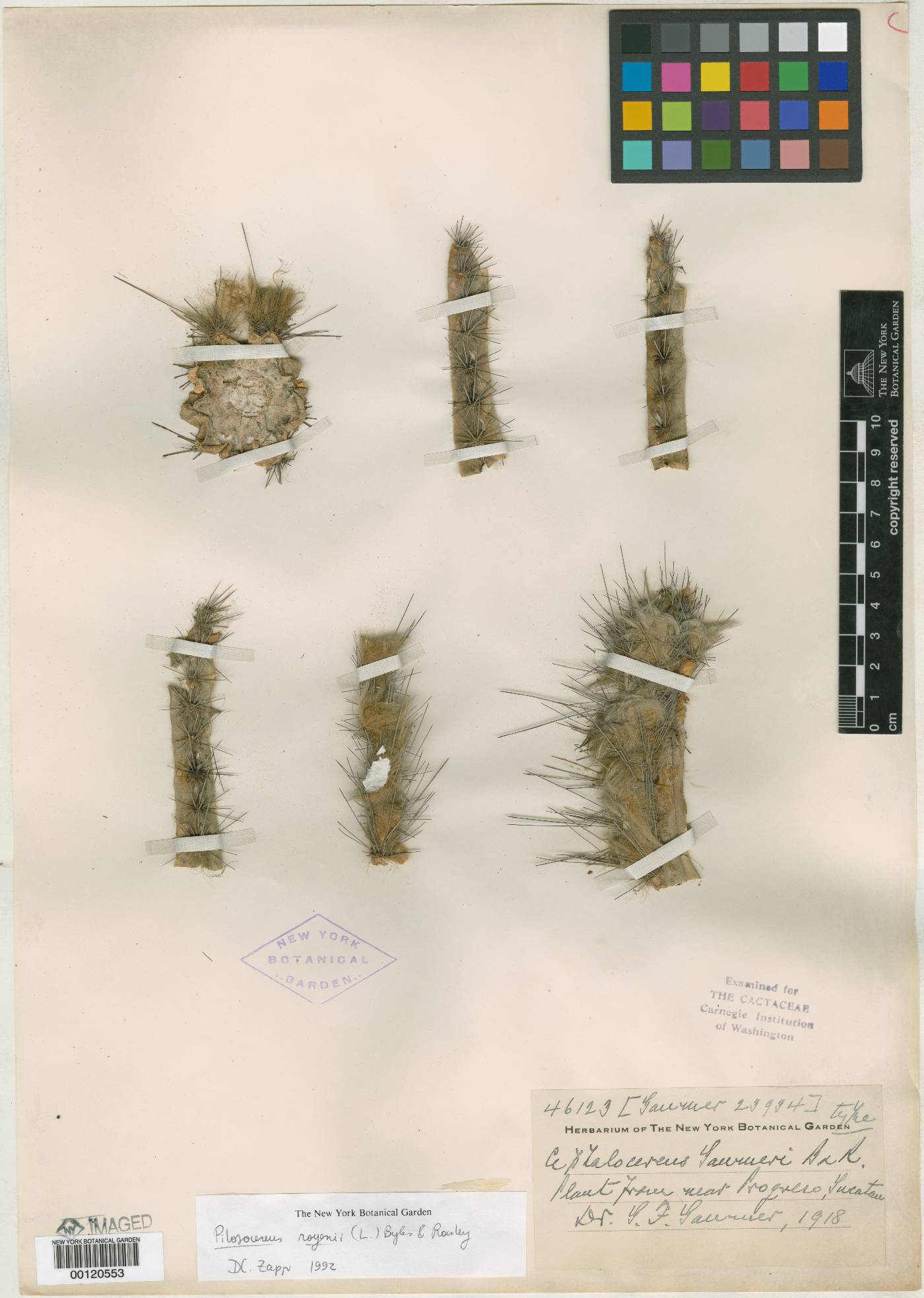 Pilosocereus polygonus subsp. gaumeri image