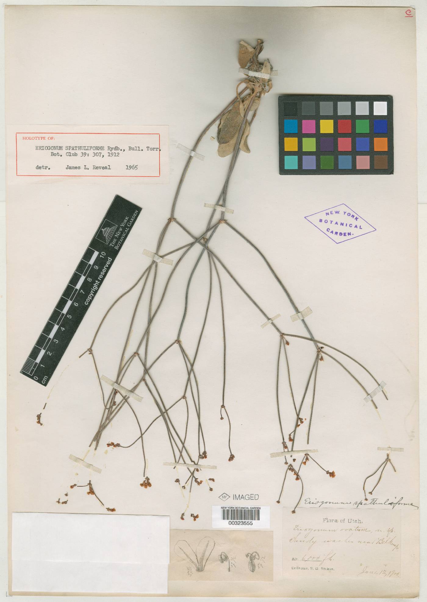 Eriogonum spathuliforme image