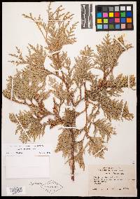 Thuja occidentalis image