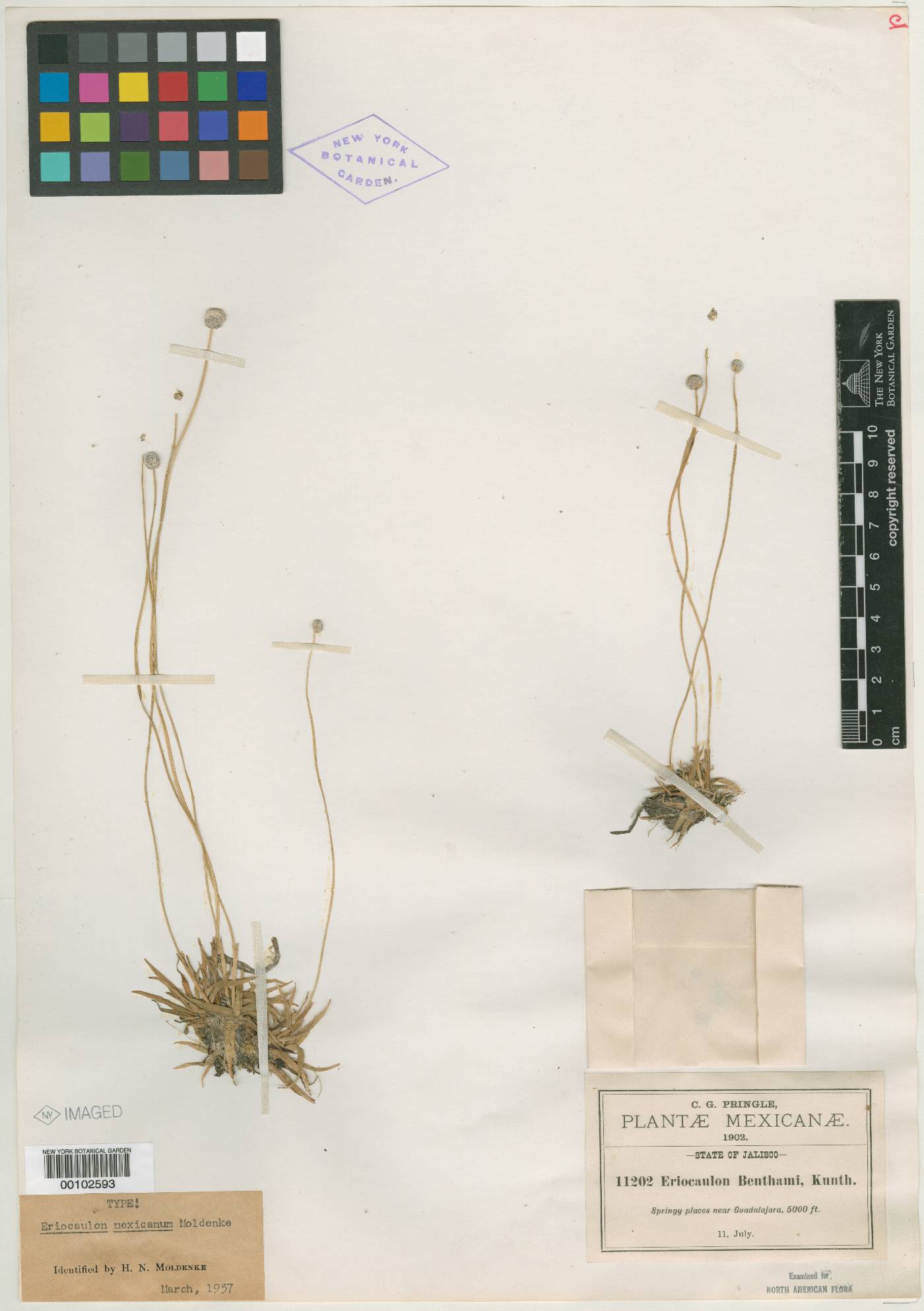 Eriocaulon mexicanum image