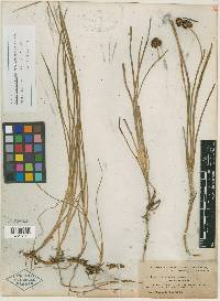 Juncus phaeocephalus image