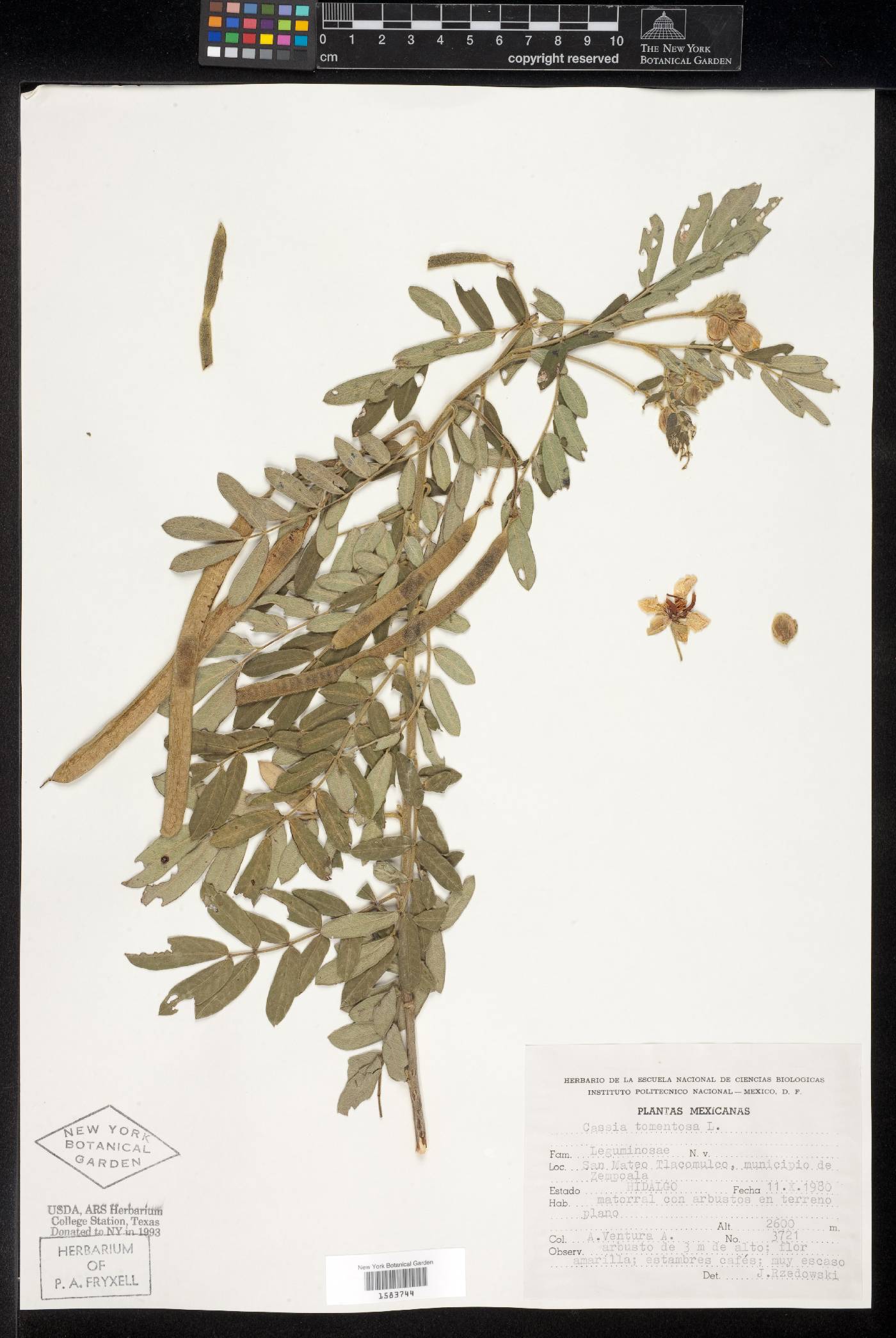 Senna multiglandulosa image