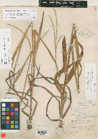 Paspalum setaceum var. stramineum image