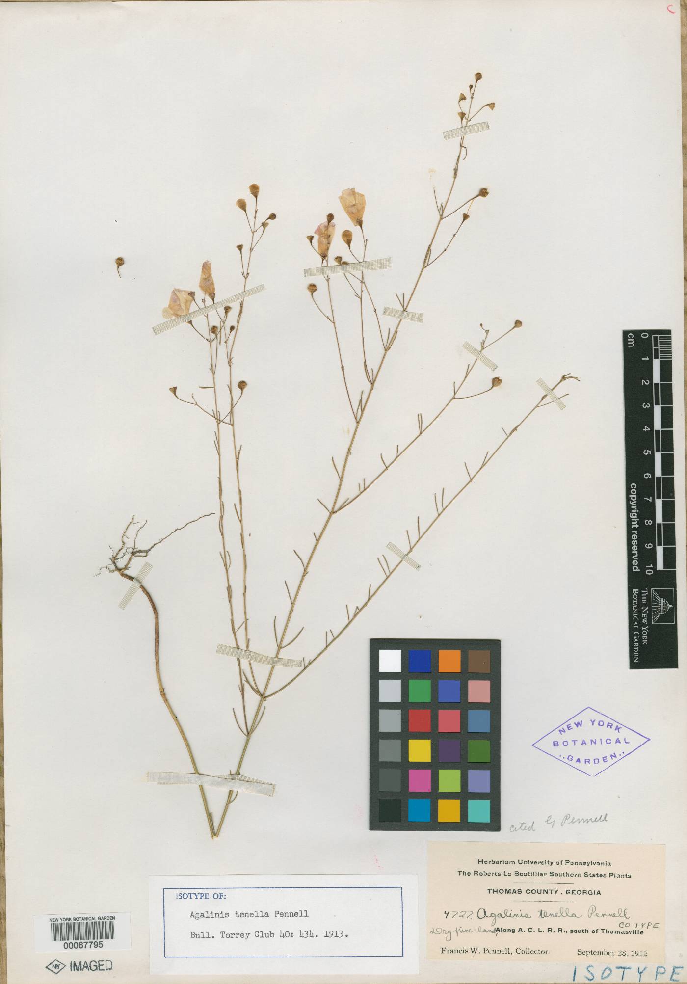 Agalinis tenella image