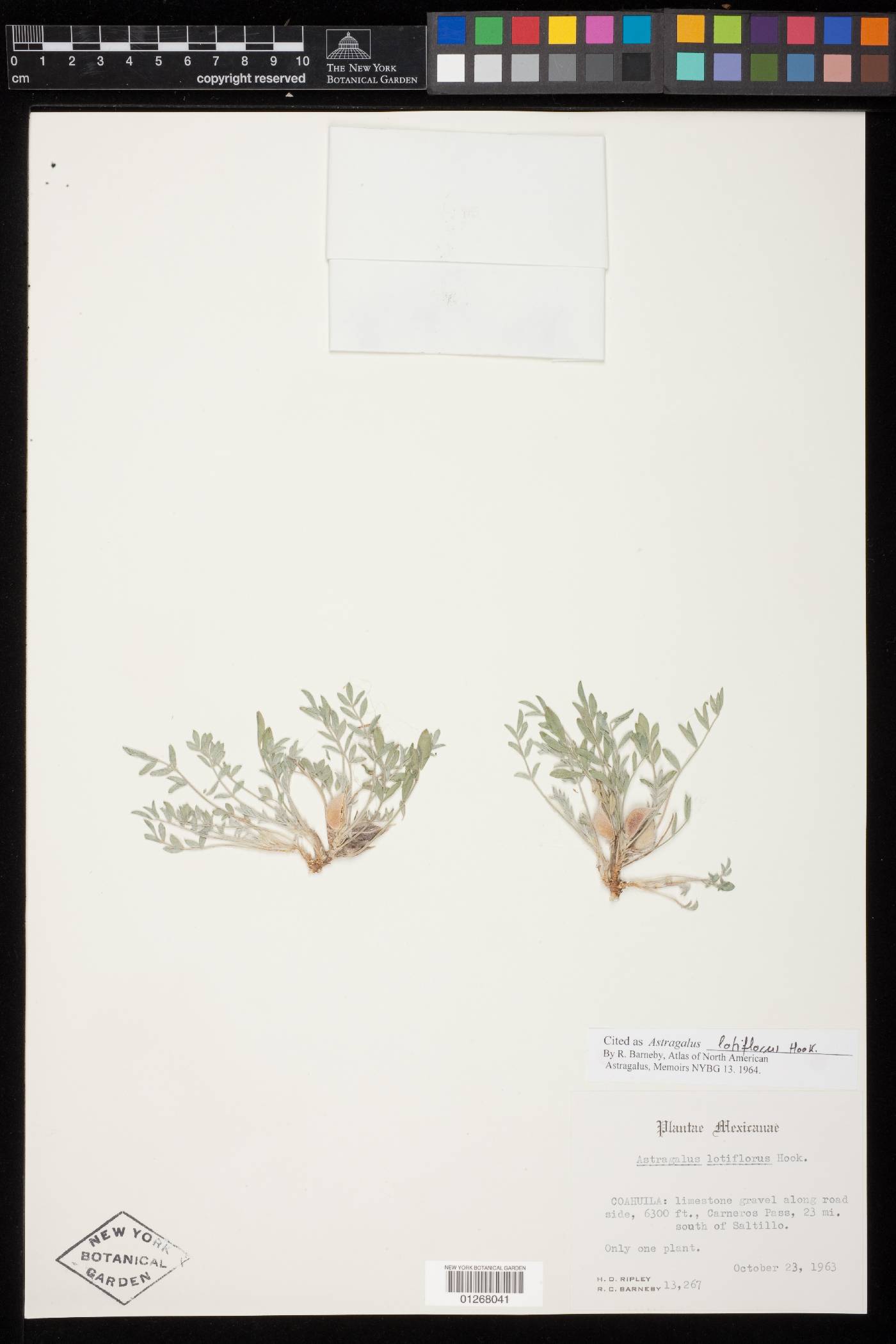 Astragalus lotiflorus image