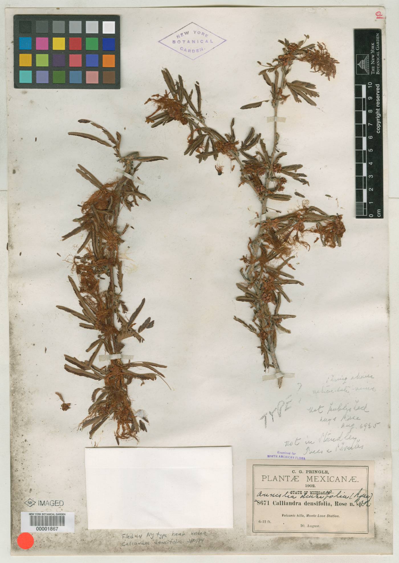 Calliandra densifolia image