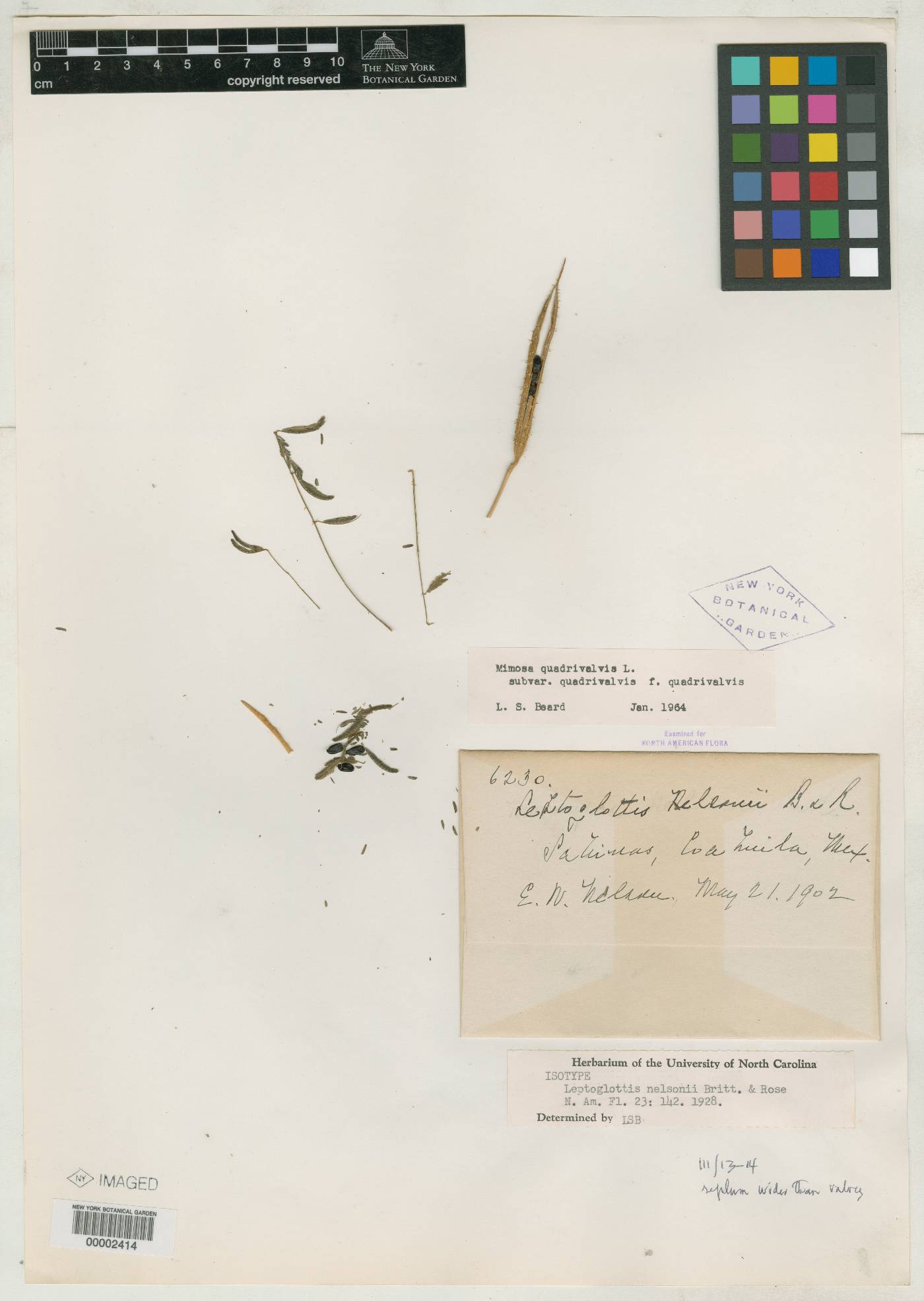 Mimosa quadrivalvis var. latidens image