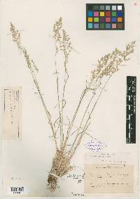 Poa cusickii image
