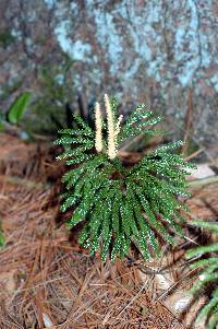 Image of Dendrolycopodium obscurum