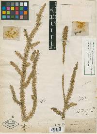 Lycopodium inundatum image