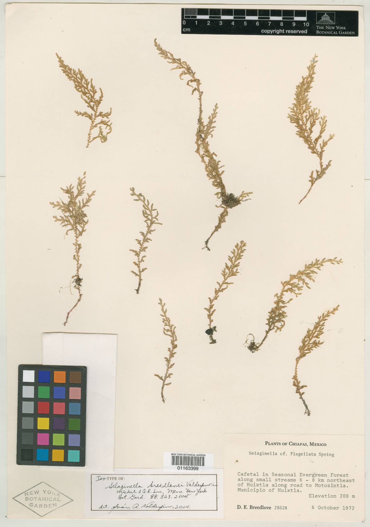 Selaginella breedlovei image
