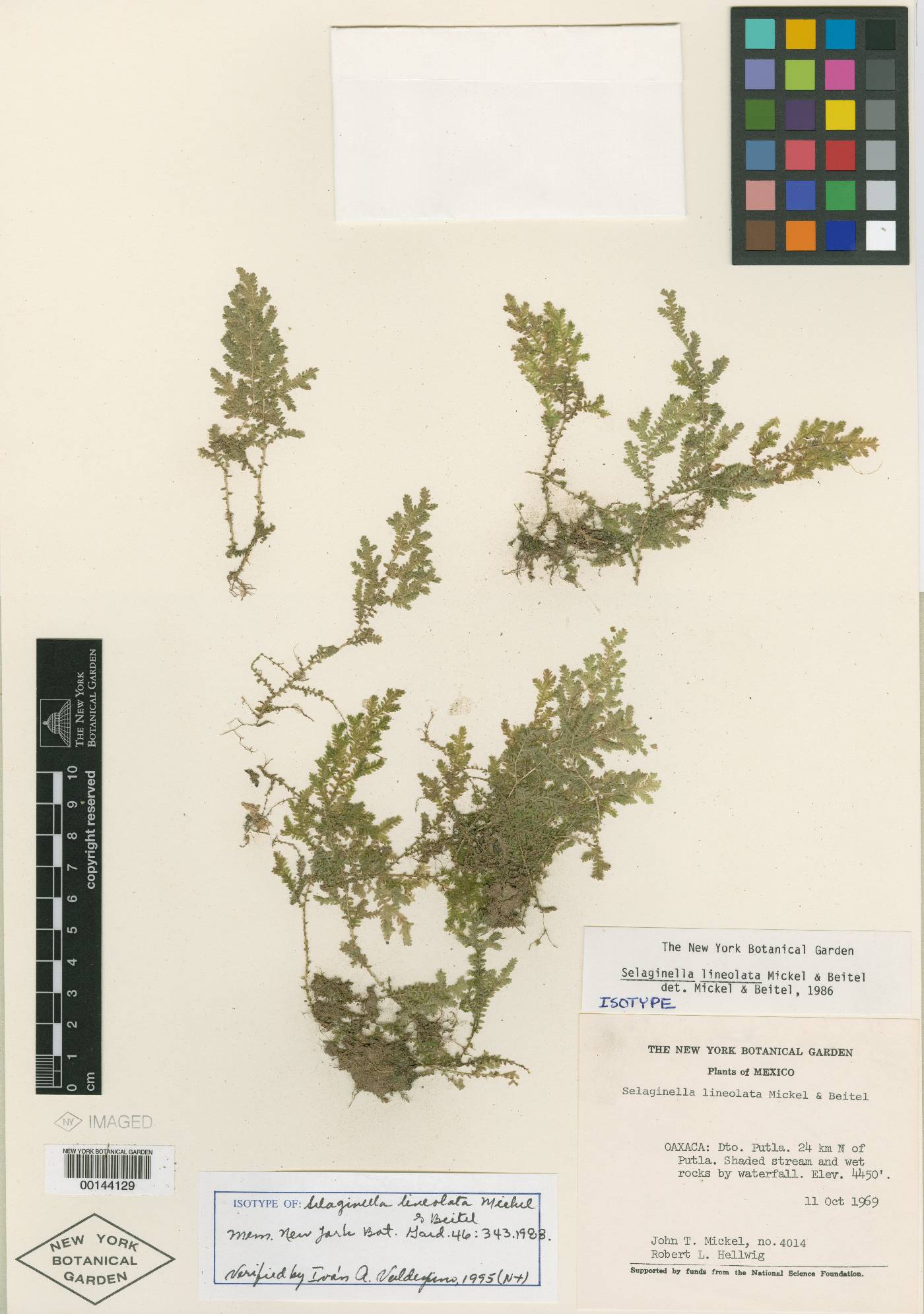 Selaginella lineolata image