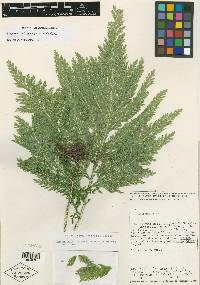 Selaginella illecebrosa image