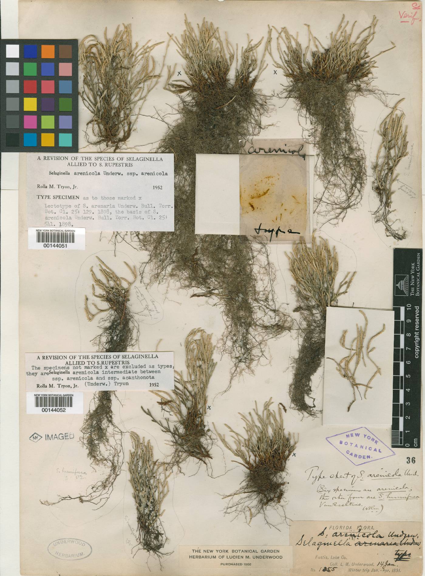 Selaginella arenicola image