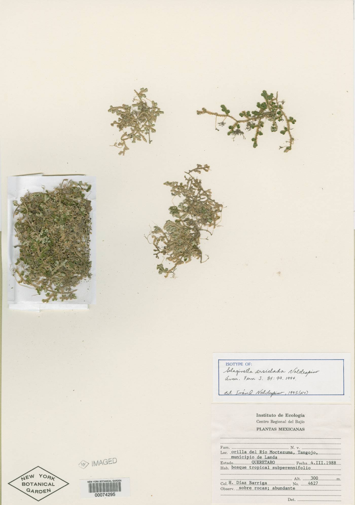 Selaginella arsiclada image