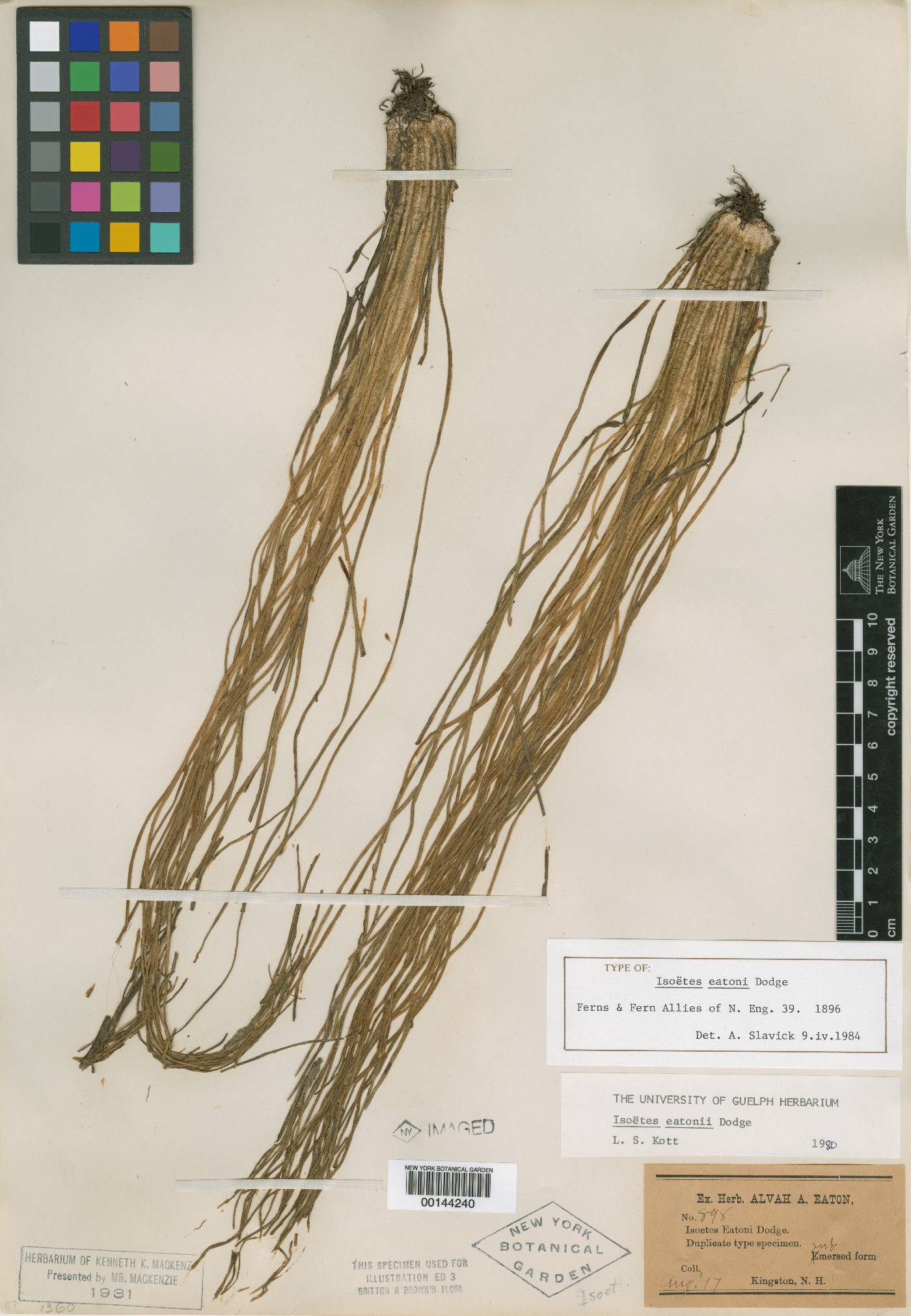 Isoëtes eatonii image