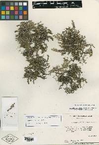 Selaginella basipilosa image