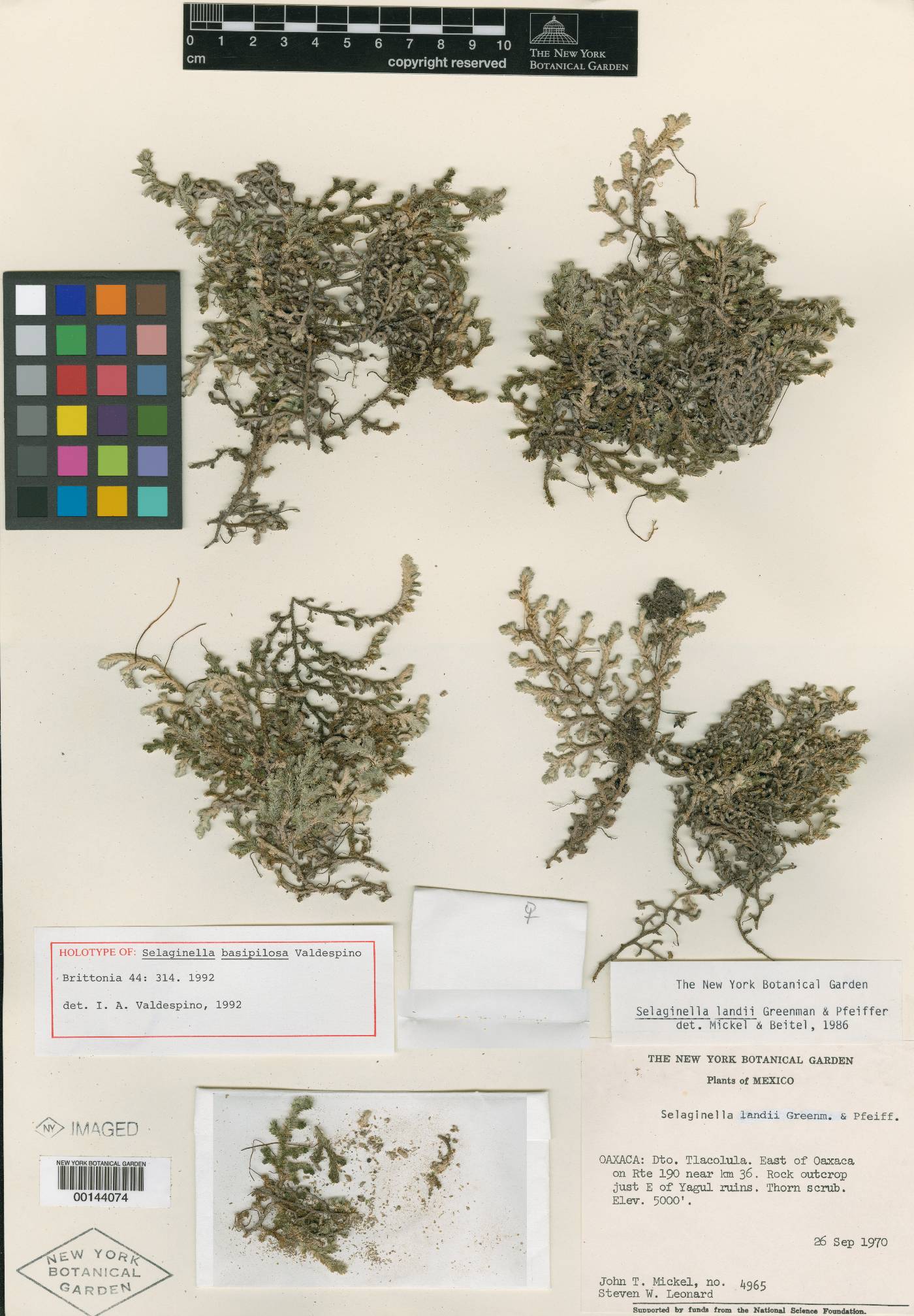 Selaginella basipilosa image