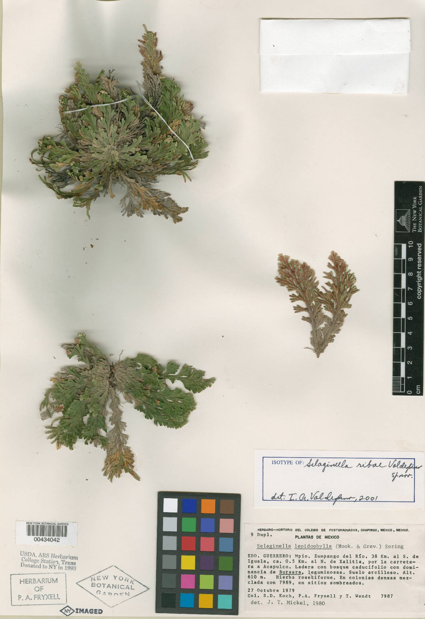 Selaginella ribae image