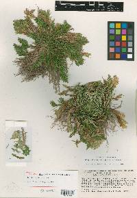 Selaginella nothohybrida image