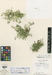 Selaginella popayanensis image
