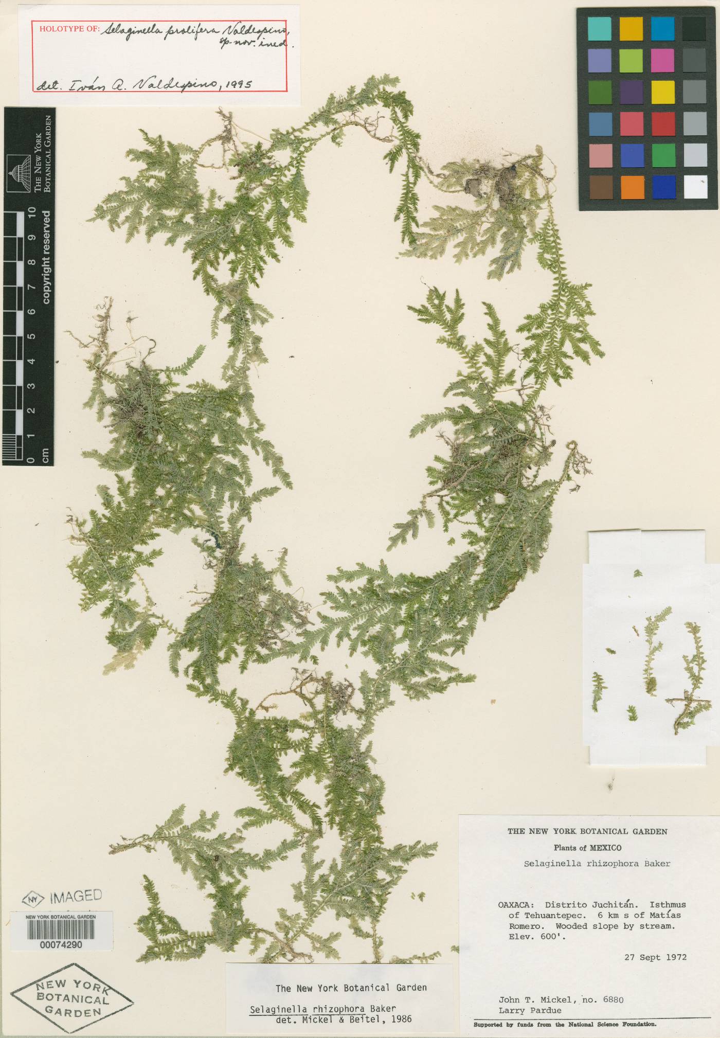 Selaginella prolifera image