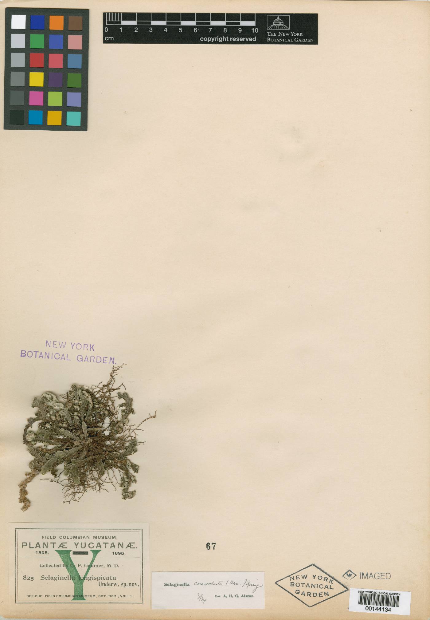 Selaginella convoluta image