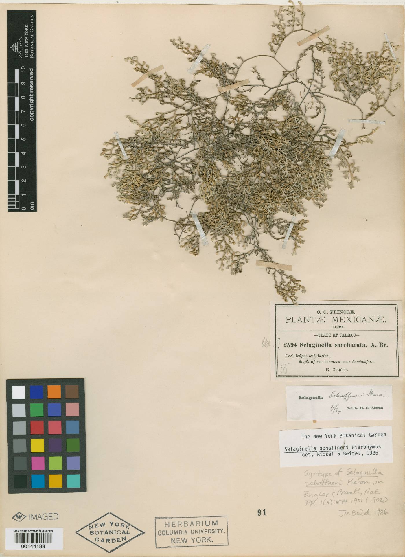 Selaginella schaffneri image