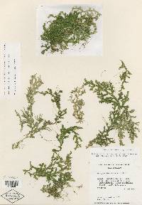 Selaginella subrugosa image