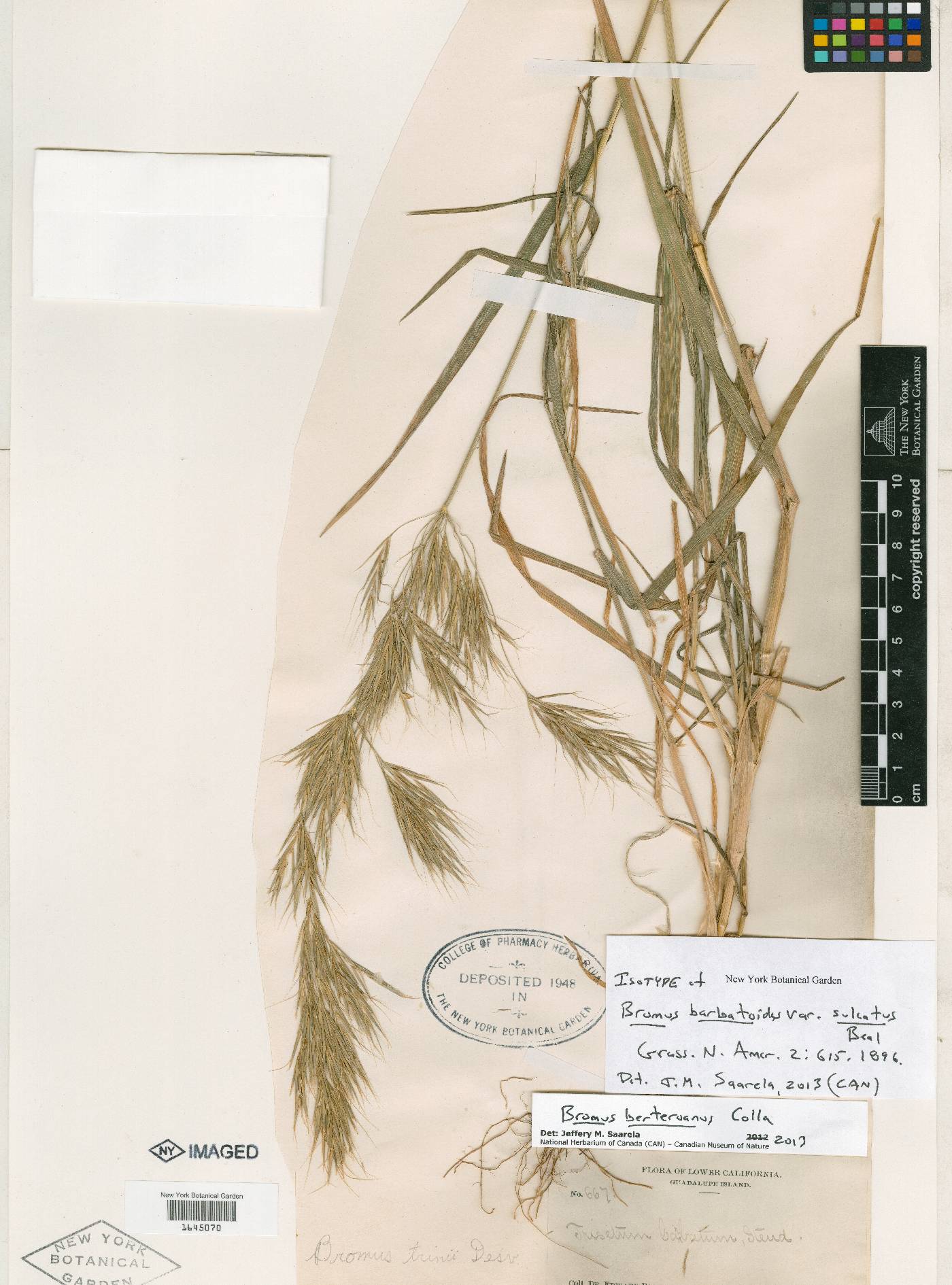 Bromus berteroanus image