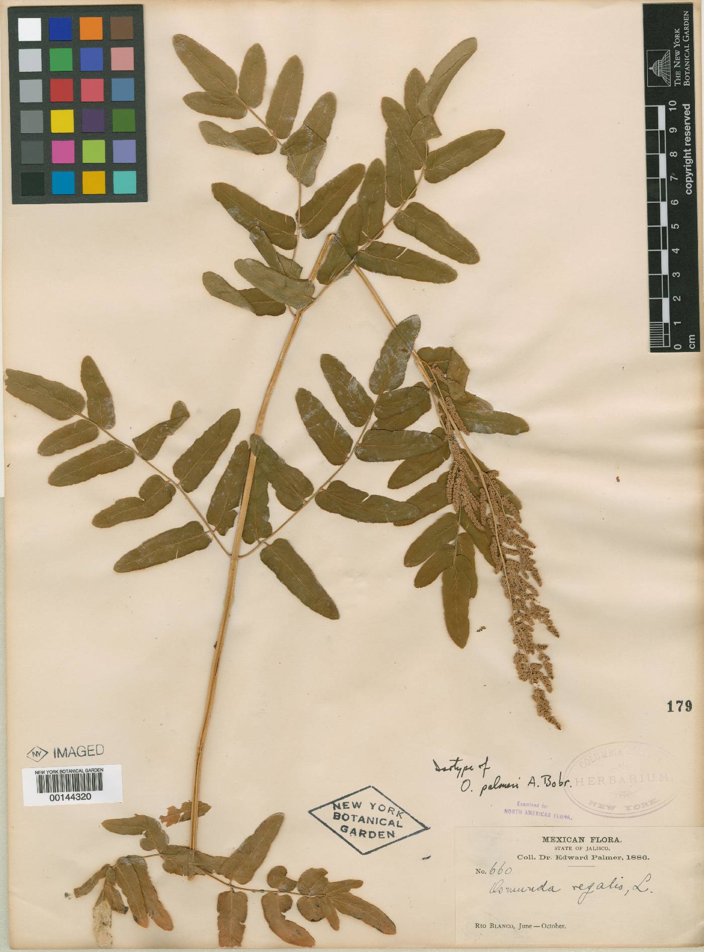 Osmunda spectabilis image