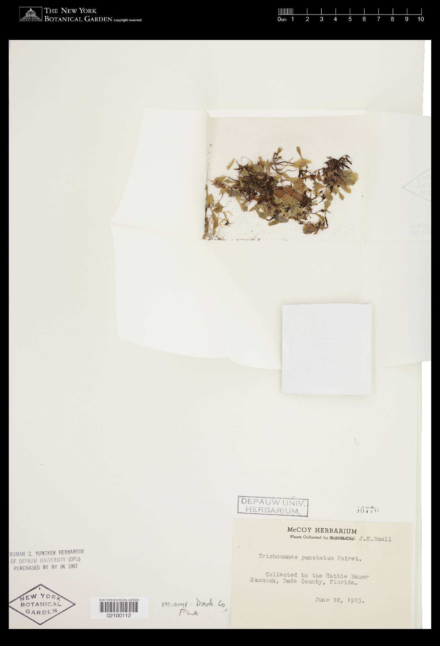 Trichomanes punctatum image