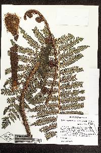 Cyathea divergens image